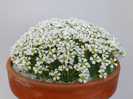 Image result for Cyclamen parviflorum