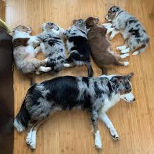 The search tool above returns a list of breeders located nearest to the zip or postal code you enter. Your Guide To The Amazing Border Collie Australian Shepherd Mix Bordercolliehealth