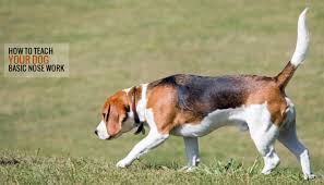Three Simple Nose Work Games To Play With Your Dog Puppy Leaks Beagle Dog Dog Training Beagle Hunting