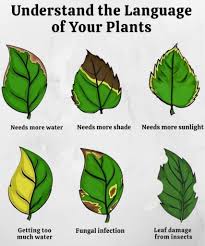 Quick Guide to Plant Problems 🌿 Your plant is talking… you just need to  read the leaves 👀 1️⃣ Watering issues 💧 Too much water can cause yellow,  soft leaves Too little