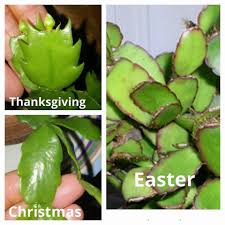 They all have different blooming times but they generally have the same care needs. 23 Flowers Ideas Christmas Cactus Plant Christmas Cactus Care Cactus Care