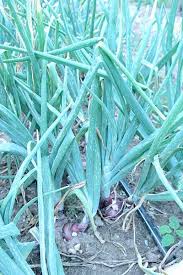Image result for Onion Thrips