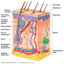 Human skin has numerous functions, it is the major interface between the environment and the human organs and so it serves many specialised functions that facilitate survival. Pin On Home Design