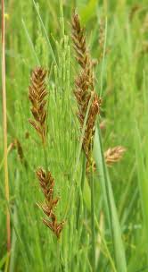Image result for Cyperus margaritaceus