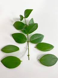 (2006) p 52 parts shown: Lipstick Plant Propagation 2 Simple Effective Methods