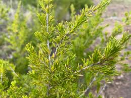 Image result for Annickia ambigua