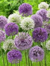 Its flowers, which bloom in september and october, are white in color and become important sources of nectar for insects like bees. 20 Purple White Allium Bulbs Blooming Onion Flowering Perennial Garden Flower Flowers Perennials Bulb Flowers Onion Flower