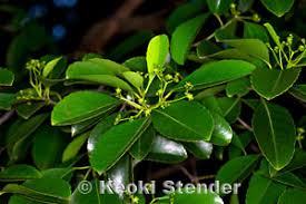 Image result for Elaeodendron