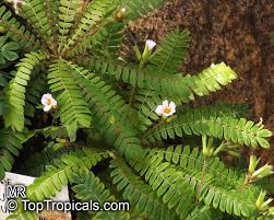 Image result for Biophytum