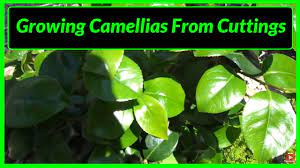Propagation by seed growing camellias from seed is the easiest method of propagation and will give you a world of possibilities. How To Grow Propagate Camellias From Cuttings Youtube
