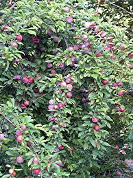 Pin By Crawford Hunter On Fruit Garden Fruit Garden Plum Tree Plum Tree Care