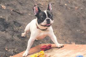 Our puppies have been hand delivered all over the united states. 10 Best French Bulldog Rescues For Adoption 2021 Our Top 10 Picks