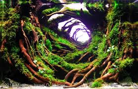 El aga 2013 international aquascaping contest abrira inscripcciones el proximo 1 de junio y cerrara el 15 de septiembre. 2018 Aga Aquascaping Contest 698 Aquascape Design Aquascape Aquarium Landscape