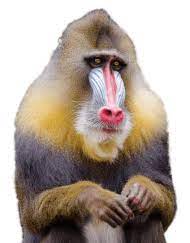 Macaque S Png Free Png Images Mandrill Monkey Mandrill Monkey