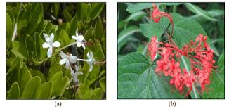 Image result for Clerodendrum capitatum