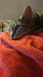 Hello From A Sleepy Tybalt Cats Cute Cats Animals