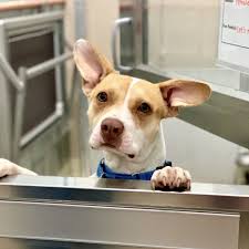 Cat rescue and adoption network. Pet Of The Week 2019 Pets Wtop