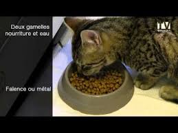 Voici 10 Conseils Pour Accueillir Votre Chaton Dans Votre Maison Ou Appartement Dans De Bonnes Conditions Et Prendre Un Bo En 2020 Nourriture Chaton Chaton Nourriture