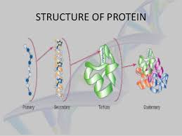 Check spelling or type a new query. Gene Protein Relattionship Genetic Fine Structure