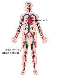 The main pulmonary artery splits into the right and left pulmonary arteries (better seen in the diagram at the end of this post). Circulatory System Diseases Lesson For Kids Study Com