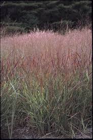 Image result for Panicum hirtum