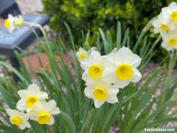 Genus narcissus, family liliaceae (or amaryllidaceae): Weatherproof Daffodils 7 Varieties For Your Garden Garden Sanity By Pet Scribbles