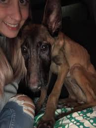 Please share! Bones has Megaesophagus and is looking for his forever home!  He is available through A Doggie 4 You, in Pipe Creek, Texas. Meet Bones,  our lovable Frenchie/Boston mix. This boy