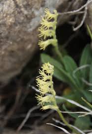 Image result for Holothrix longiflora