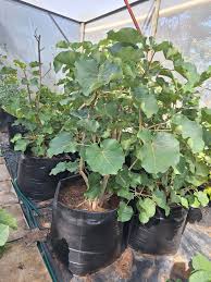 Image result for Ficus abutilifolia