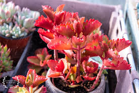 Image result for Kalanchoe sexangularis