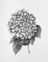 Pin By Mindy Miles On Tattoo Flower Drawing Hydrangea Tattoo Bouquet Tattoo