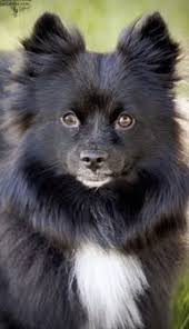 Black American Eskimo Dog Price Black American Eskimo Puppy In 2020 American Eskimo Puppy Japanese Spitz Dog Japanese Spitz