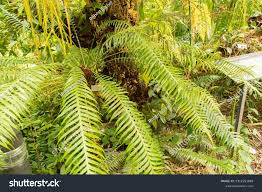 Image result for Blechnum attenuatum