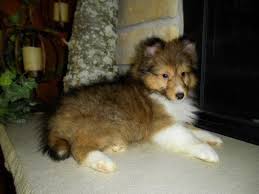 Akc sheltie puppies males and females. Sheltie Puppy Pets And Animals For Sale Ohio