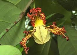 Image result for Monodora grandidieri