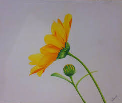 Colored Pencil Art Bhavesh Color Pencil Art By Bhaveshnim Traditional Art Flower Drawings With Color Pencil Drawings Of Flowers Easy Flower Drawings