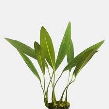 Anubias Heterophylla Lanceolata Freshwater Aquarium Plants Plants Live Plants