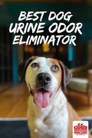 Remove Pet Stains Odors Best Dog Urine Odor Eliminator In 2020 Dog Urine Best Pet Dogs Best Dogs