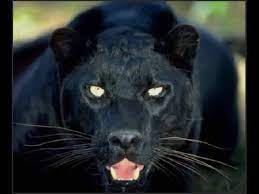 وثائقي مطاردة حيوان الجاكوار hd full youtube jaguar animal black jaguar animal panther pictures