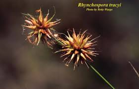 Image result for Rhynchospora brownii