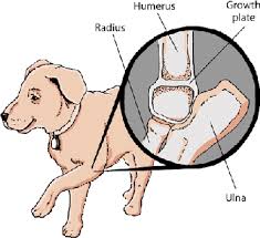 Treating arthritis in dogs can ease the symptoms. Bone Disorders In Dogs Dog Owners Veterinary Manual