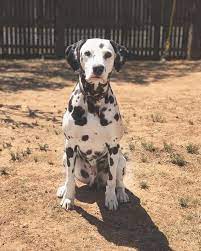 Why buy a dalmatian puppy for sale if you can adopt and save a life? West Texas Dalmatians Home Facebook