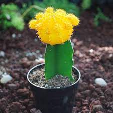 Apart from heat causing the soil to dry out, healthy cactus plants grow vigorously in spring and light requirements to grow cactus plants. Moon Cactus In Depth Guide With Picutres Succulents Network