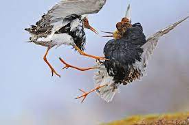 Leg color varies from dull greenish to bright orange; Ruff Bird Orgies Have Four Sexes Thanks To A Supergene Flip New Scientist