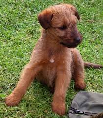 Irish Wolfhound Images Irish Wolfhound Puppy Pictures An Irish Wolfhound Charge Be Of Irish Terrier Puppies Irish Terrier Irish Wolfhound Puppies