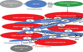 There are three types of muscles in the body: Hypothetical Relationships Between Mueller S Smooth Muscle Fibers Download Scientific Diagram