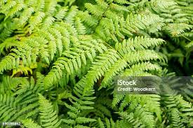 Boston Fern Nephrolepis Exaltata Stock Photo