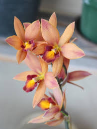 Image result for Stolzia kalkhof-roseae