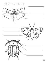 Free coloring sheets to print and download. Insect Body Parts Coloring Page By Our Time To Learn Tpt