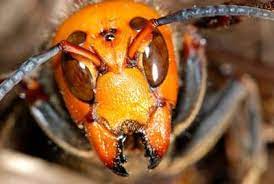 オオスズメバチ 顔 bugs and insects bee animals